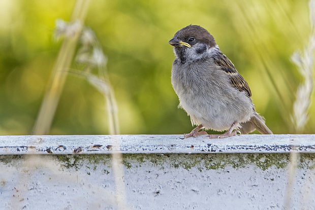 vrabec poľný Passer montanus