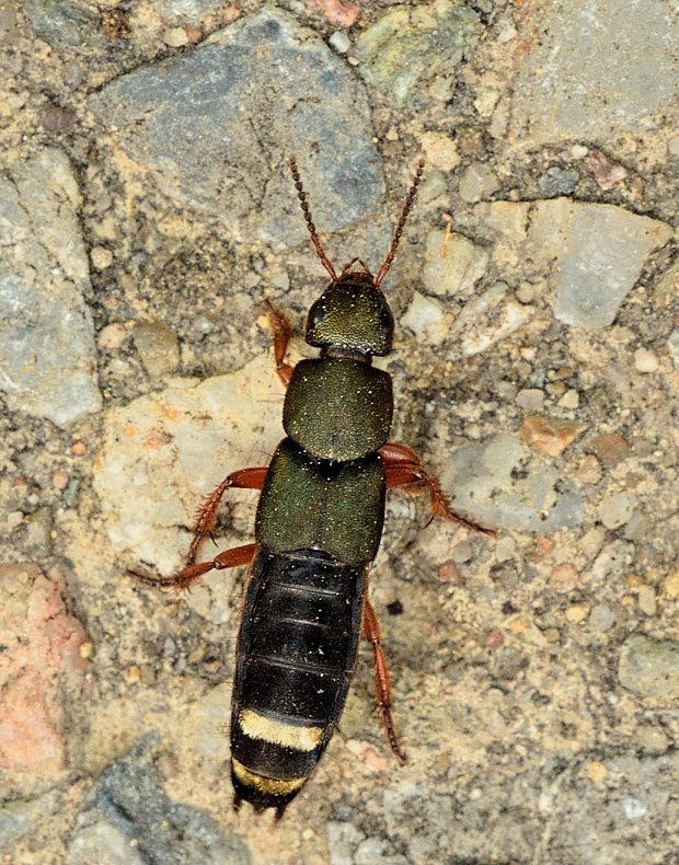 drobčík Platydracus fulvipes