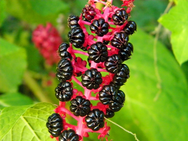 líčidlovka jedlá Sarcoca esculenta (Van Houtte) Skalický