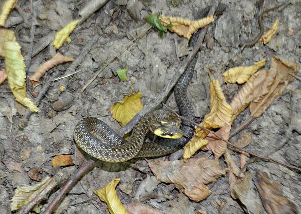 užovka stromová Zamenis longissimus