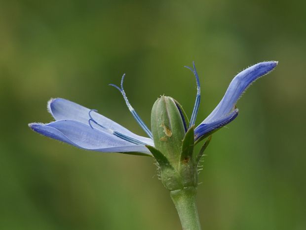 čakanka obyčajná/čekanka obecná Cichorium intybus L.