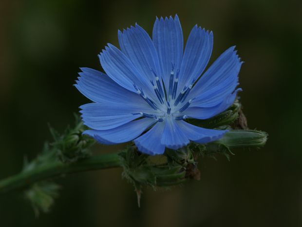 čakanka obyčajná Cichorium intybus L.