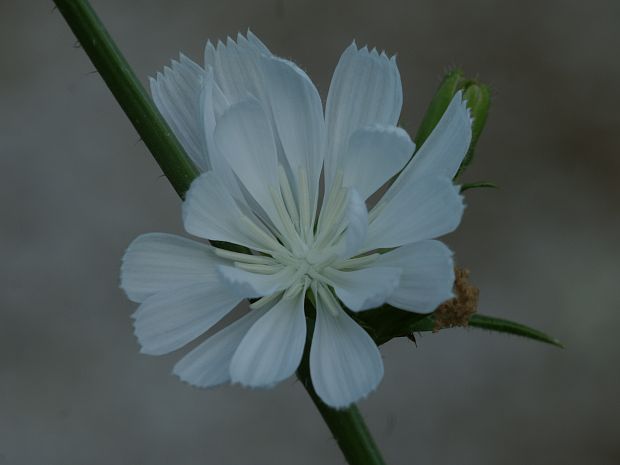 čakanka obyčajná/čekanka obecná Cichorium intybus L.