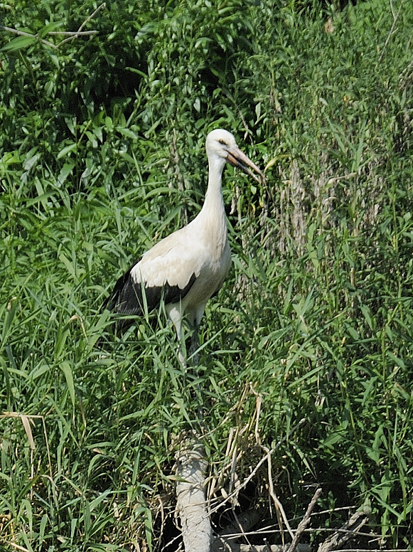 bocian biely Ciconia ciconia  Linnaeus, 1758