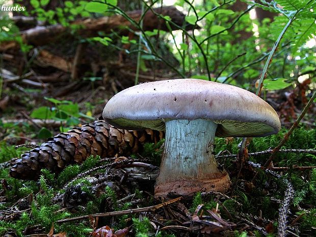 pavučinovec anízový Cortinarius odorifer Britzelm.