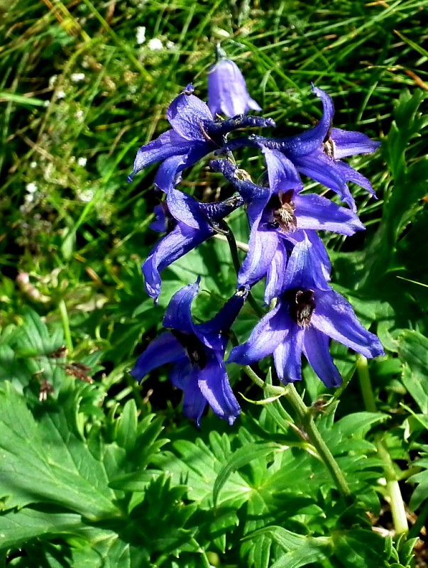 stračonôžka tatranská Delphinium oxysepalum Borbás et Pax