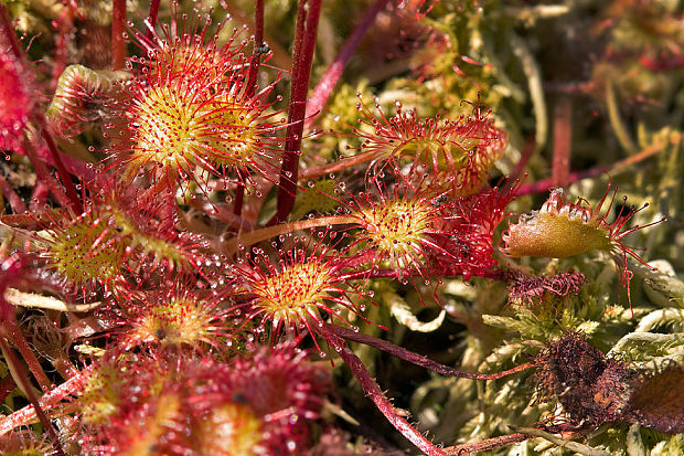 rosička okrúhlolistá Drosera rotundifolia L.