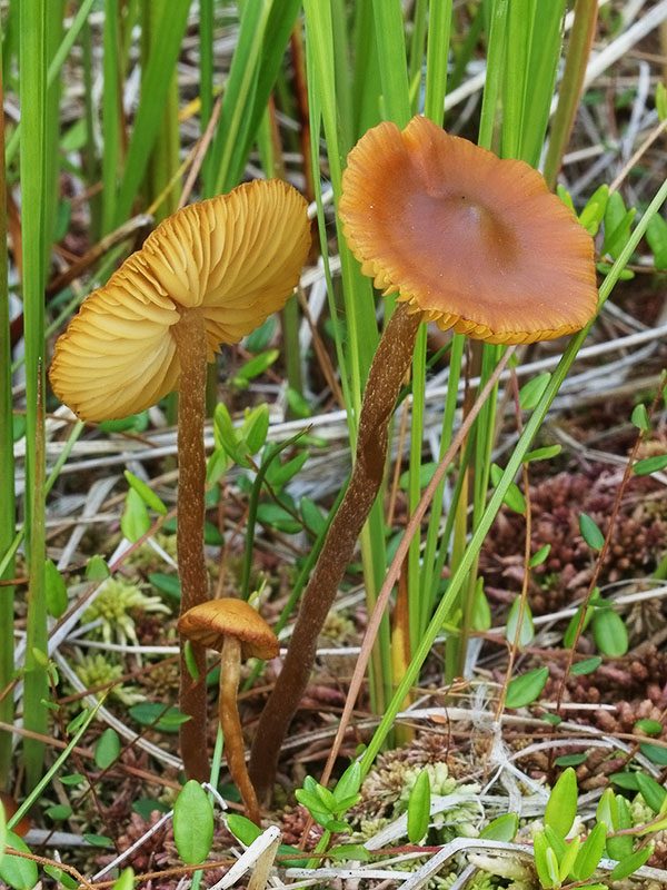 kapucňovka Galerina tibiicystis (G.F. Atk.) Kühner