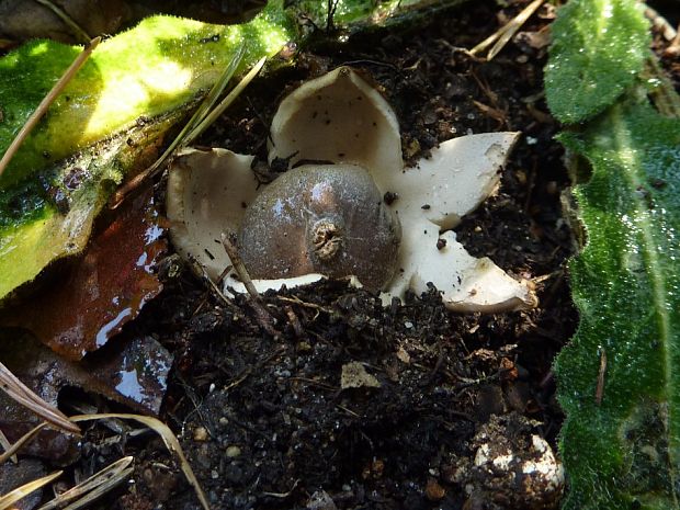 hviezdovka tmavá Geastrum coronatum Pers.