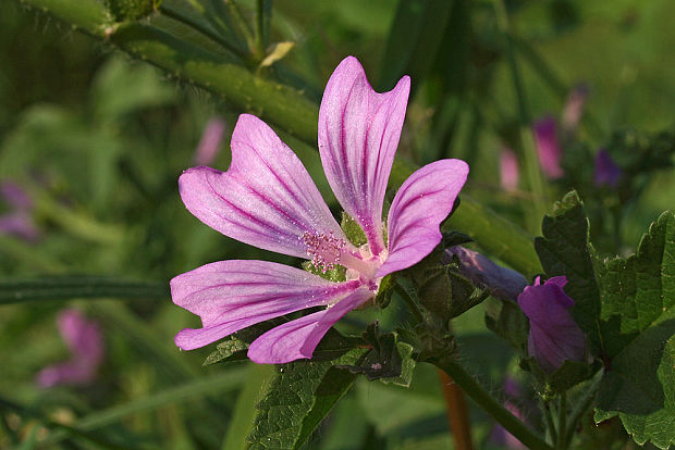 slez lesný Malva sylvestris L.