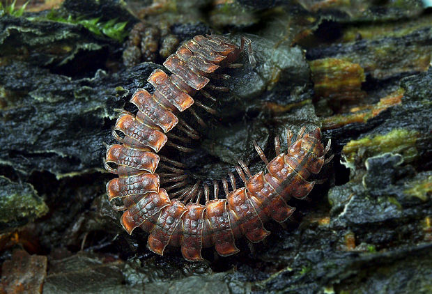 plochule Polydesmus complanatus