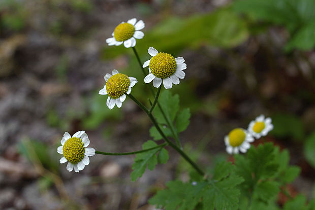 rimbaba obyčajná Pyrethrum parthenium (L.) Sm.