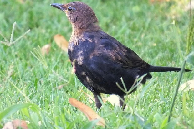 drozd čierny Turdus merula