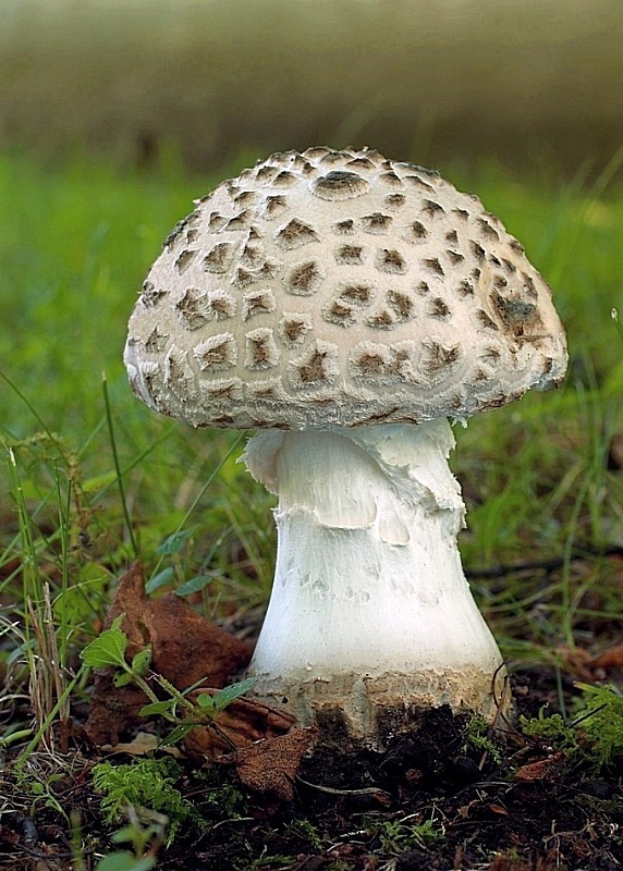 muchotrávka šiškovitá Amanita strobiliformis Gonn. & Rabenh.