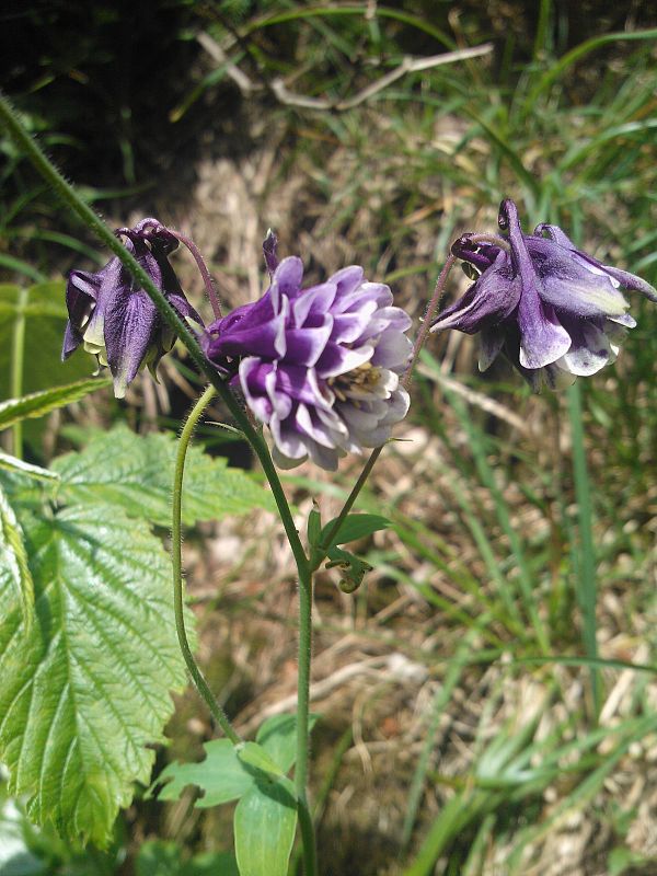 orlíček obyčajný Aquilegia vulgaris L.