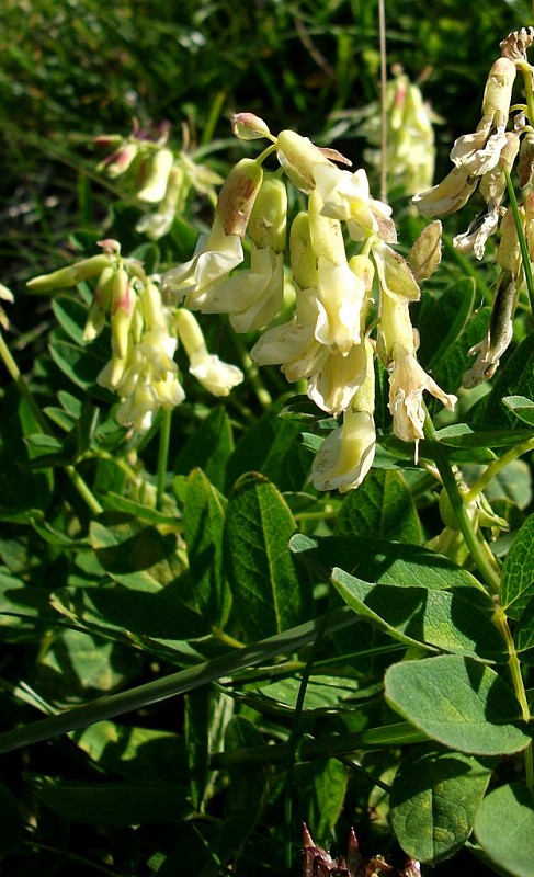 kozinec ľadový Astragalus frigidus (L.) A. Gray