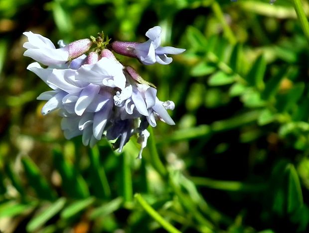 kozinec nórsky Astragalus norvegicus Weber