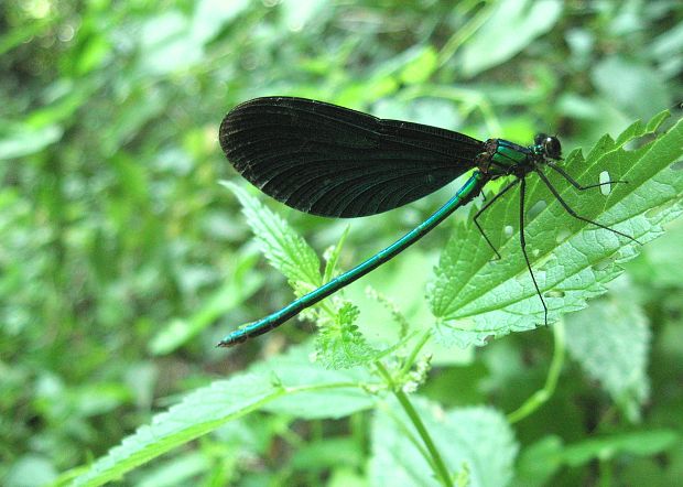 hadovka obyčajná Calopteryx virgo