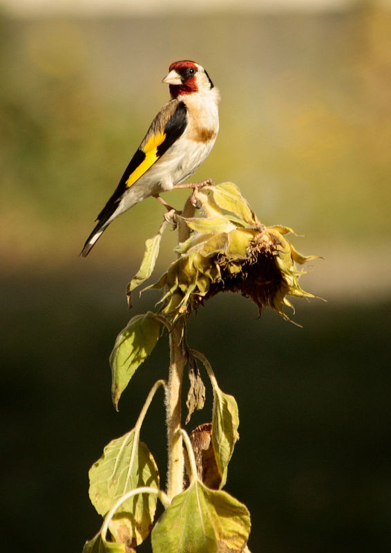 stehlík pestrý Carduelis carduelis