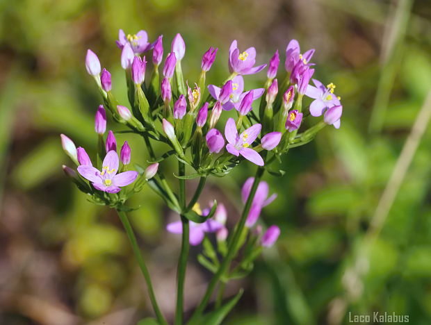 zemežlč menšia Centaurium erythraea Rafn