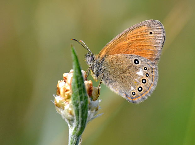 očkáň traslicový Coenonympha glycerion