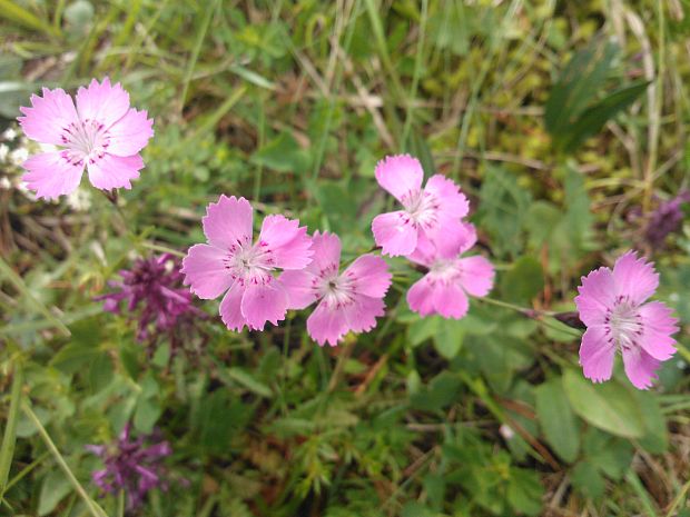 klinček lesklý Dianthus nitidus Waldst. et Kit.