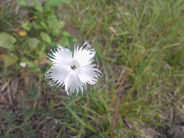 klinček včasný ? Dianthus praecox Kit.