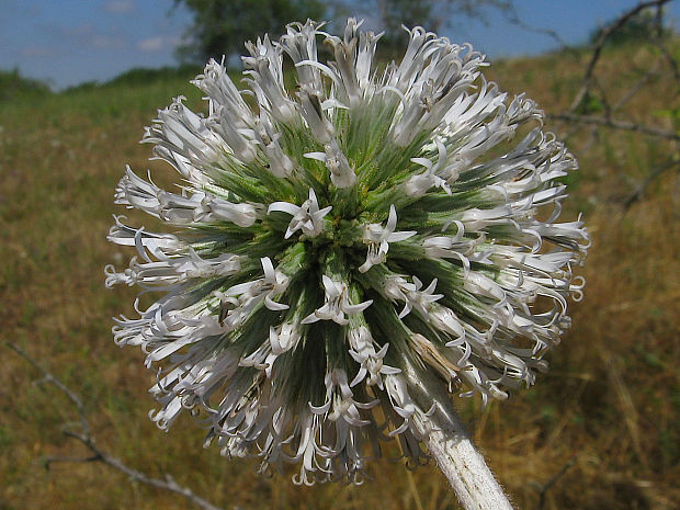 ježibaba guľatohlavá Echinops sphaerocephalus L.