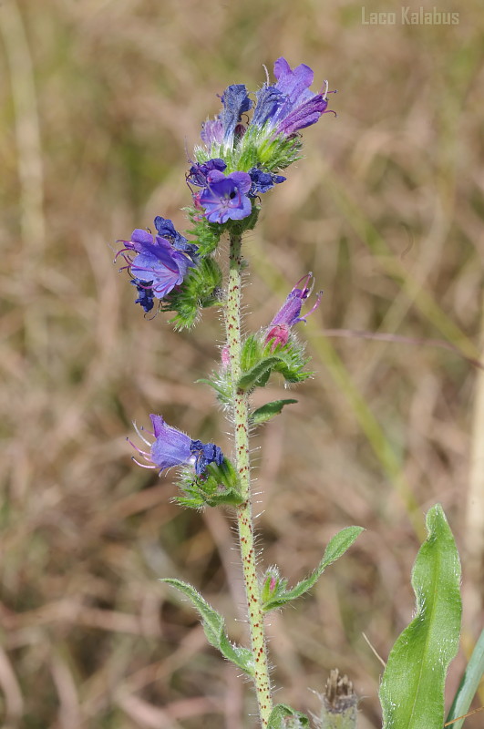 hadinec obyčajný Echium vulgare L.