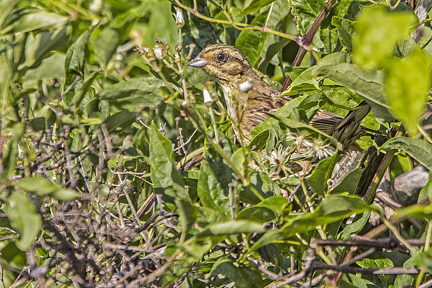 strnádka žltá  Emberiza citrinella