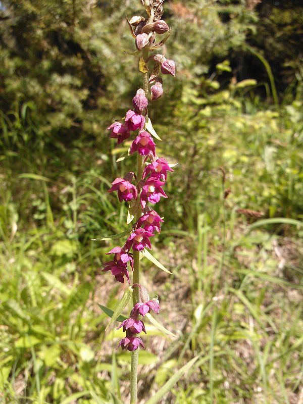 kruštík tmavočervený pravý Epipactis atrorubens subsp. atrorubens (Hoffm.) Besser