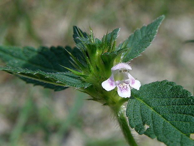 konopnica napuchnutá Galeopsis tetrahit L.