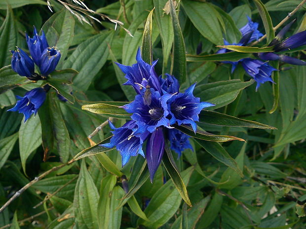 horec luskáčovitý Gentiana asclepiadea L.