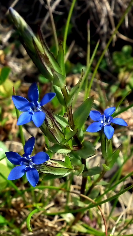 horec snežný Gentiana nivalis L.