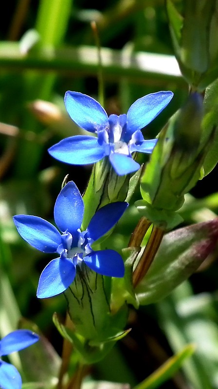 horec snežný Gentiana nivalis L.