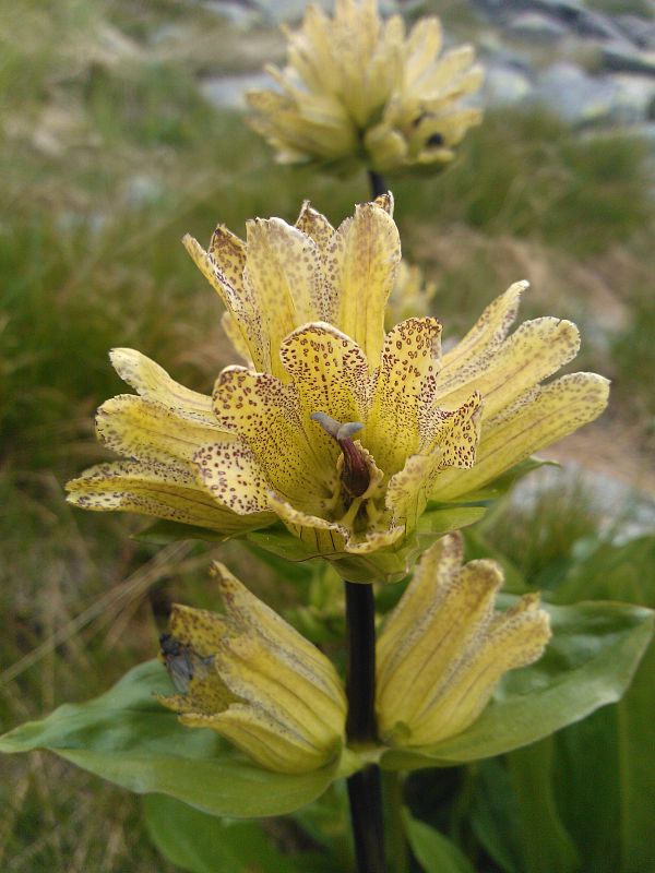 horec bodkovaný Gentiana punctata L.