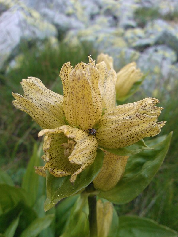 horec bodkovaný Gentiana punctata L.