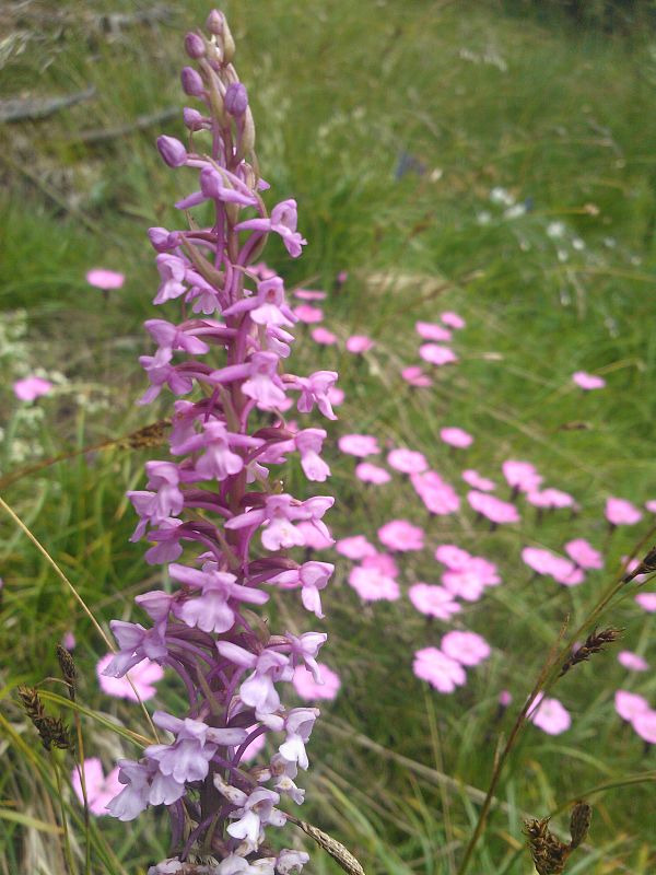 päťprstnica obyčajná Gymnadenia conopsea (L.) R. Br.