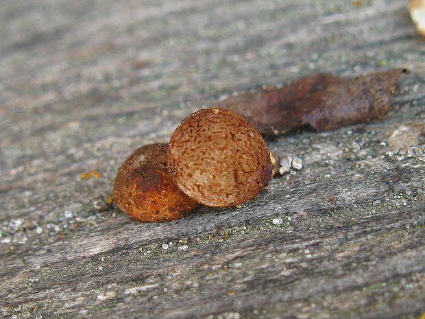 hľuza Hymenogaster sp.