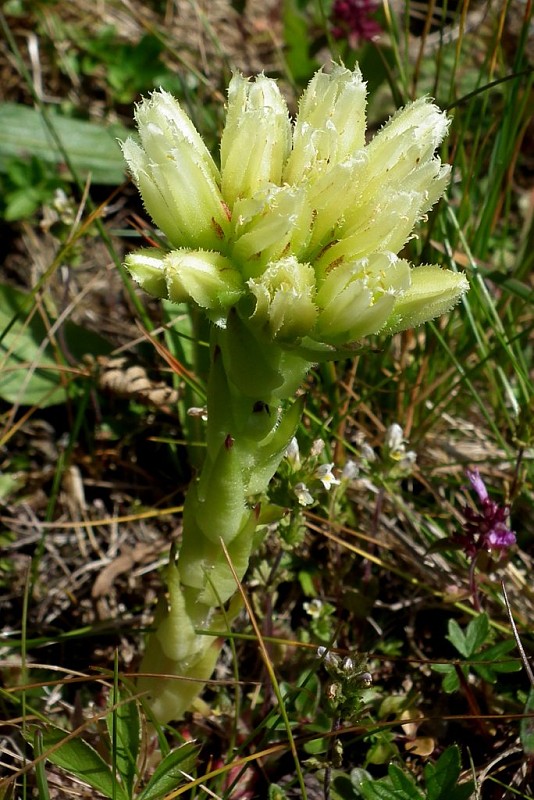 skalničník guľkovitý lysavejúci Jovibarba globifera subsp. glabrescens (Sabr.) Letz, ined.