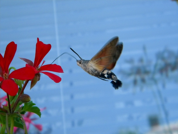 lišaj marinkový Macroglossum stellatarum