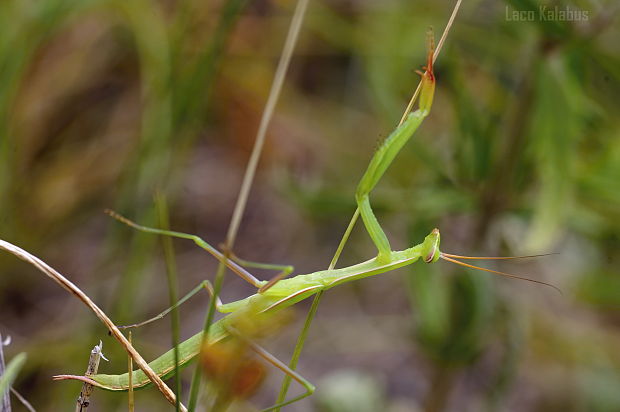 modlivka zelená Mantis religiosa