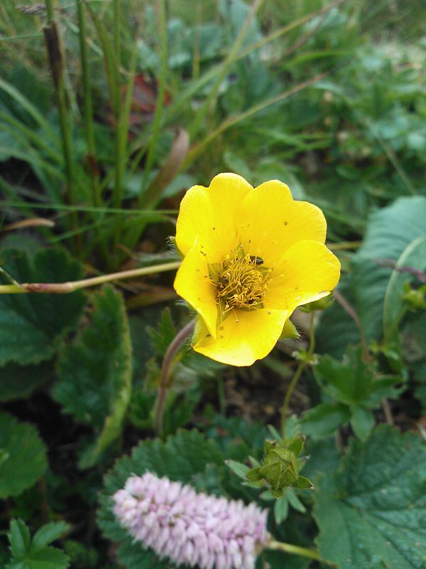 kuklica horská Oreogeum montanum (L.) E. I. Golubk.