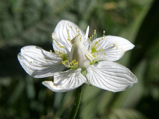 bielokvet močiarny Parnassia palustris L.