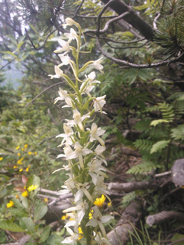 vemenník dvojlistý Platanthera bifolia (L.) Rich.