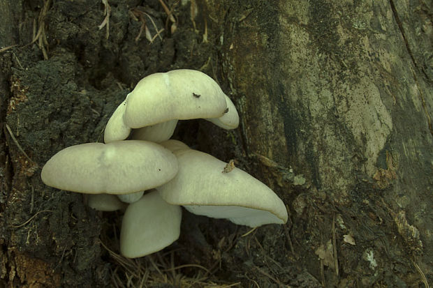 hliva buková Pleurotus pulmonarius (Fr.) Quél.