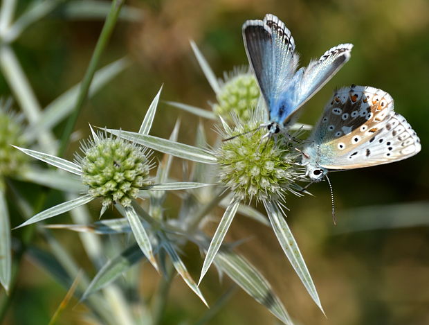 modráčik vikový Polyommatus coridon