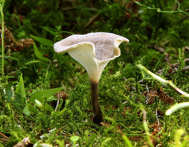 trúdnik Polyporus sp.