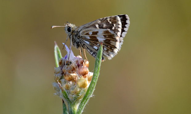 súmračník  Pyrgus sp.