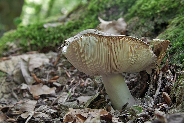 plávka zelenkastá Russula virescens (Schaeff.) Fr.